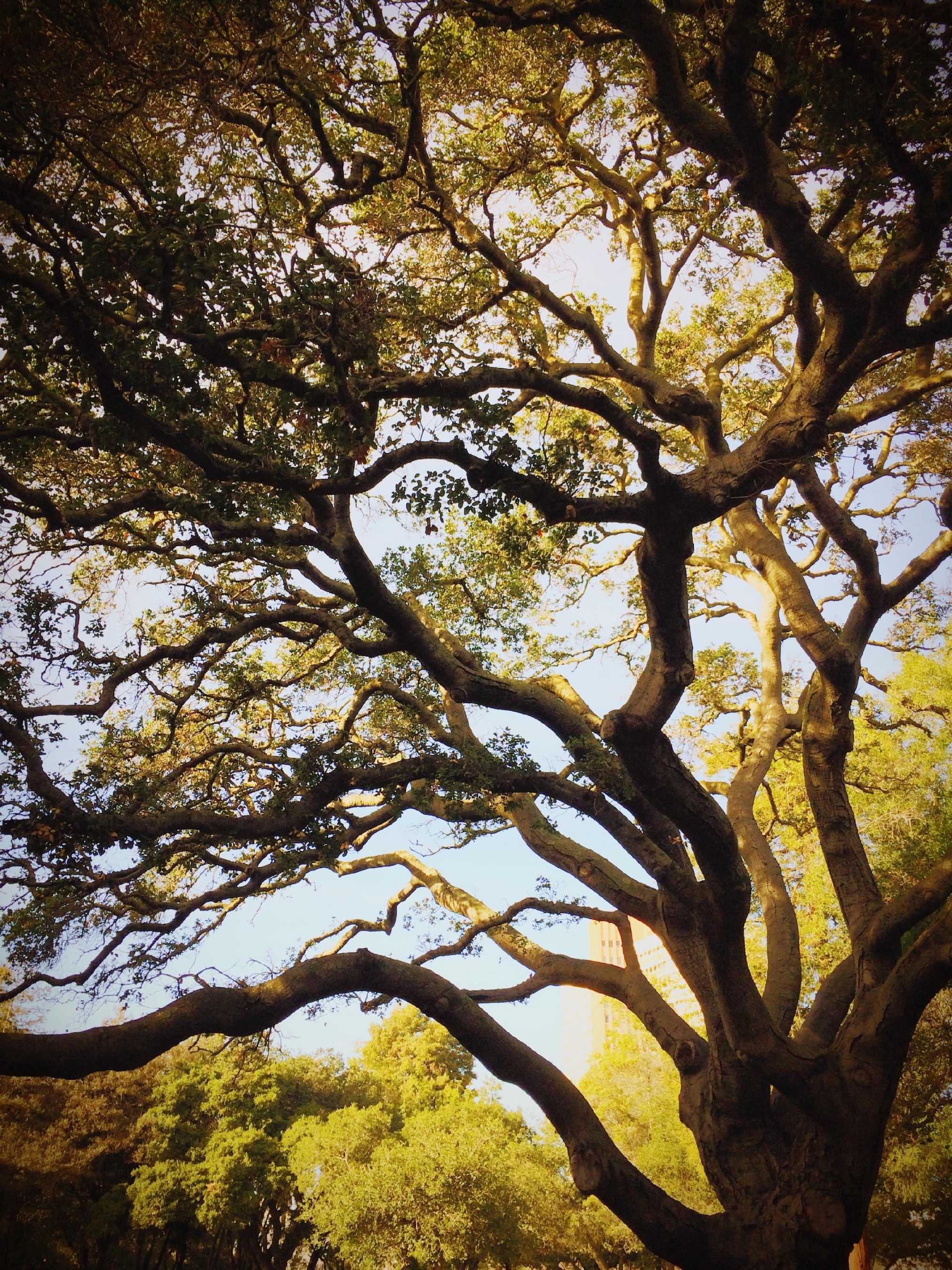 Oak-Tree - Copy (2)